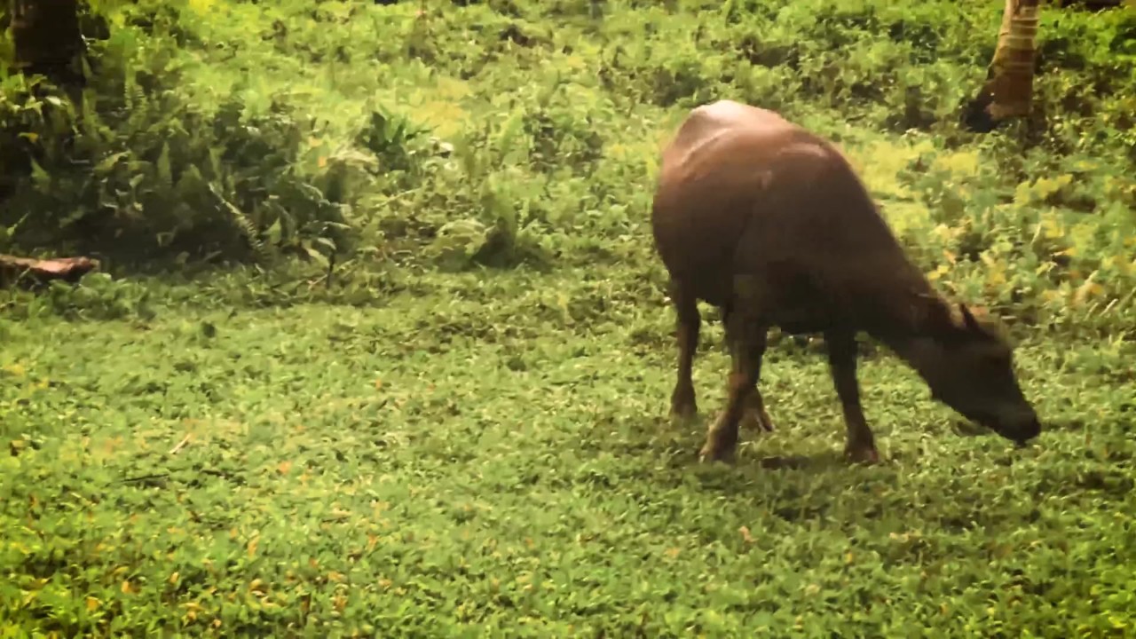 Interrupted by a Buffalo? Intense Deepthroat with Cum in Mouth - LeoLulu